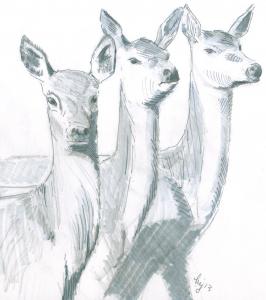Sketch Three Deer